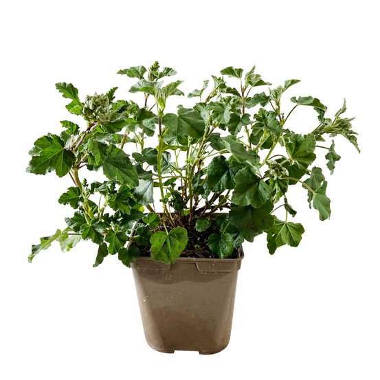 Lavatera, pot 3L touffe