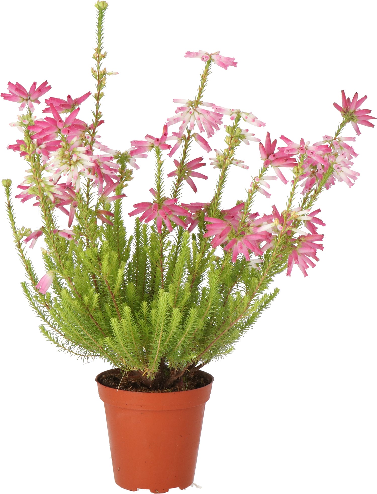 Winterheide (Erica verticulata) D 12 H 25 cm