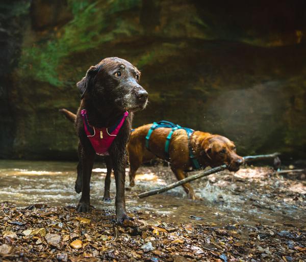 RUFFWEAR® Hundegeschirr Flagline Harness 2.0