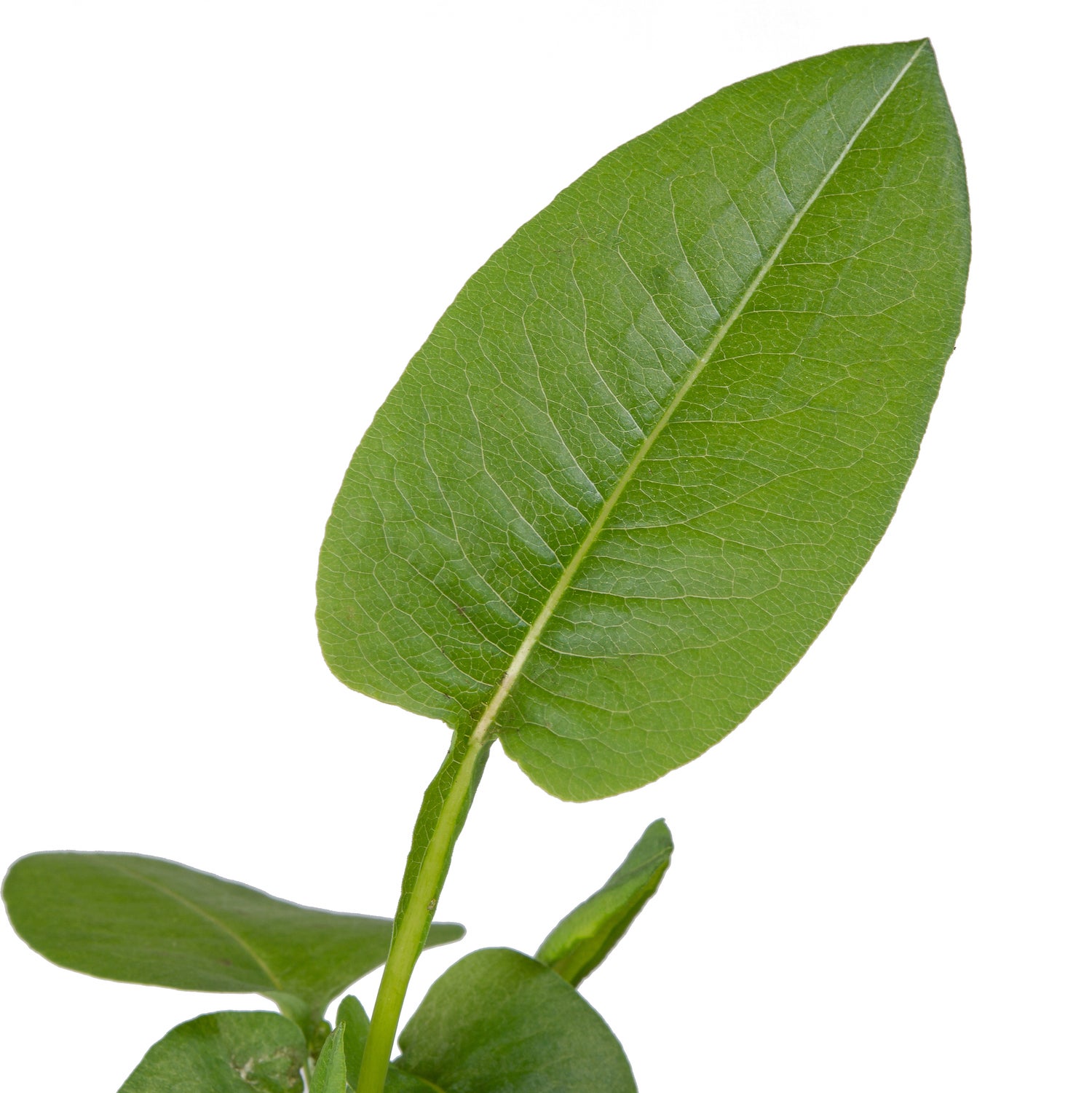Adderwortel (Polygonum bistorta) D 9 H 20 cm
