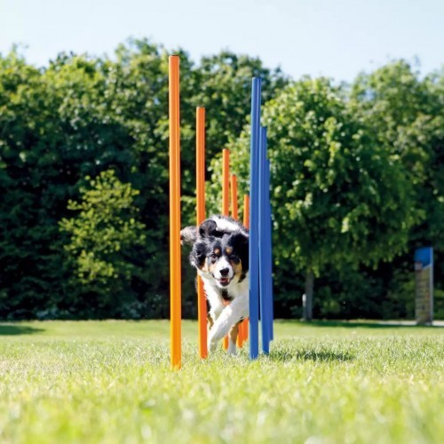 Postes de Agilidade para Cães Multicoloridos