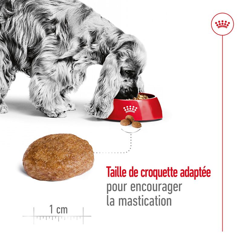 Royal Canin Medium Adult 7+ à prix discount sur bitiba.fr