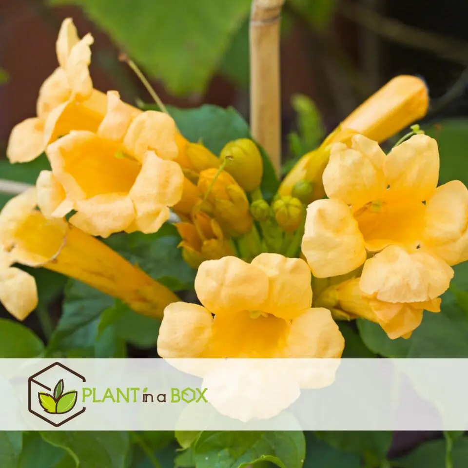 Trompetbloem - Set van 2 - Campis radicans 'Flava' - Hoogte 110-120cm - ⌀17cm