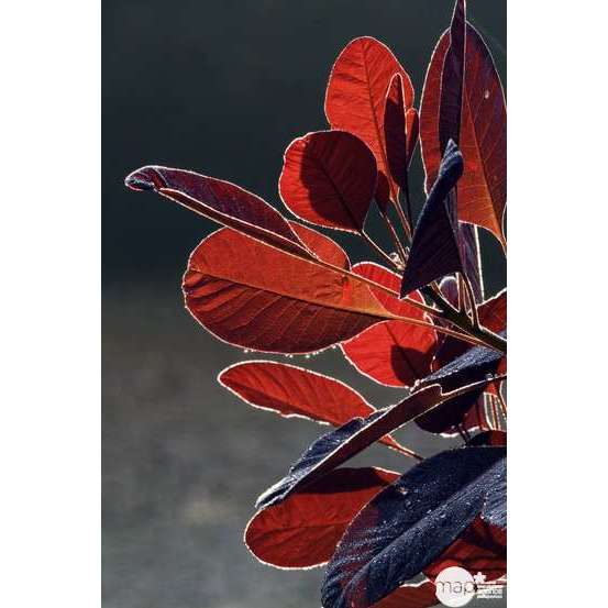 Cotinus x ' Grace ' : H 40/60 cm : ctr 4 litres