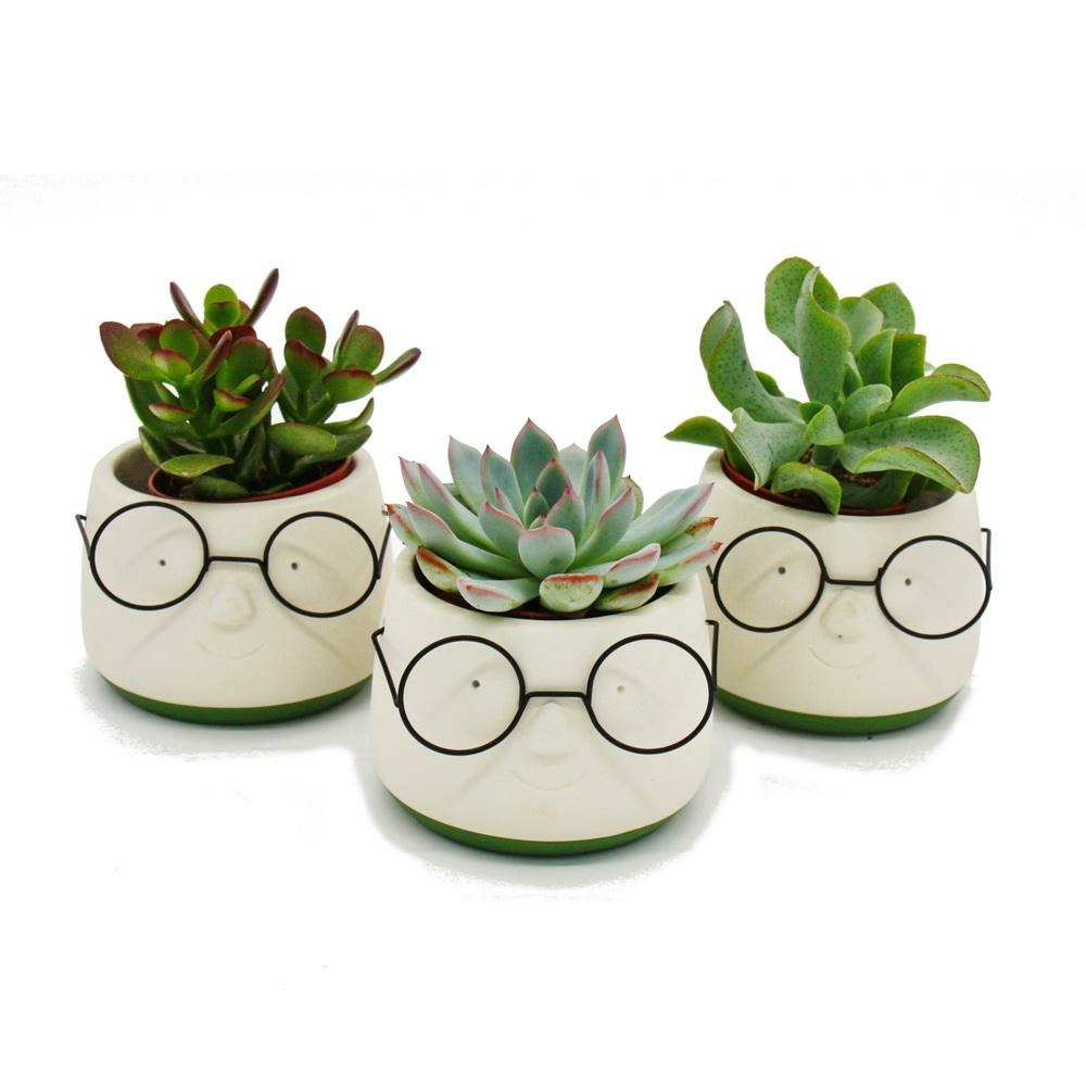 Ensemble de 3 succulentes dans une jardinière - avec un visage et des lunettes - environ 7-10 cm de haut