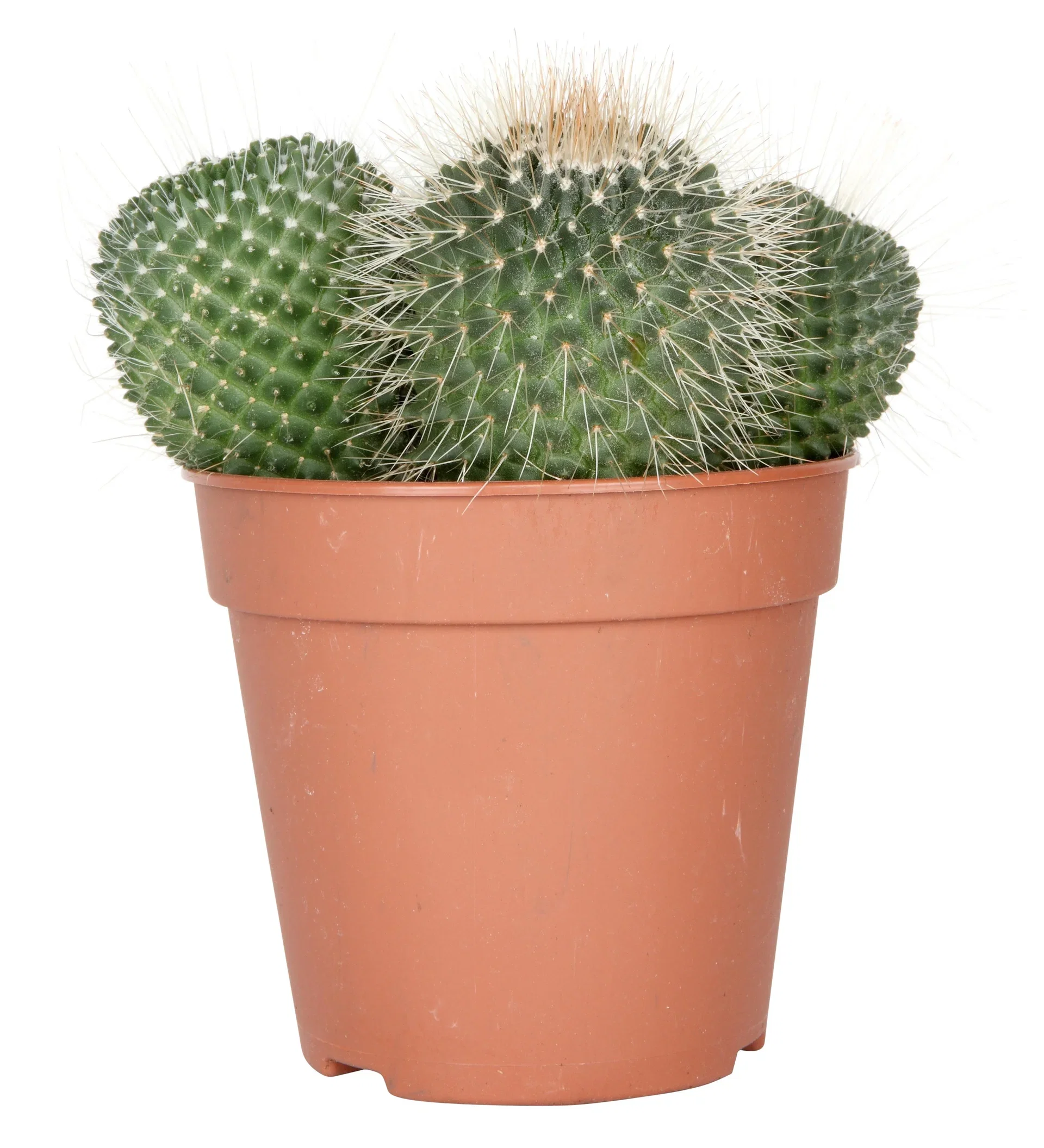 Cactus Kaktus miks Høyde 20 cm