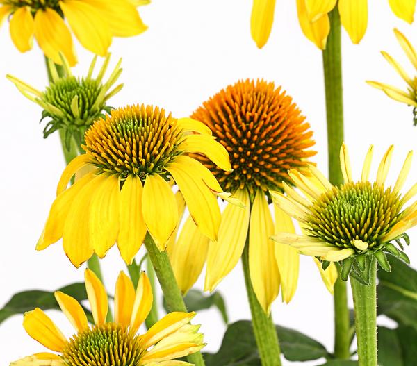 Garten-Scheinsonnenhut 'Cheyenne Spirit'