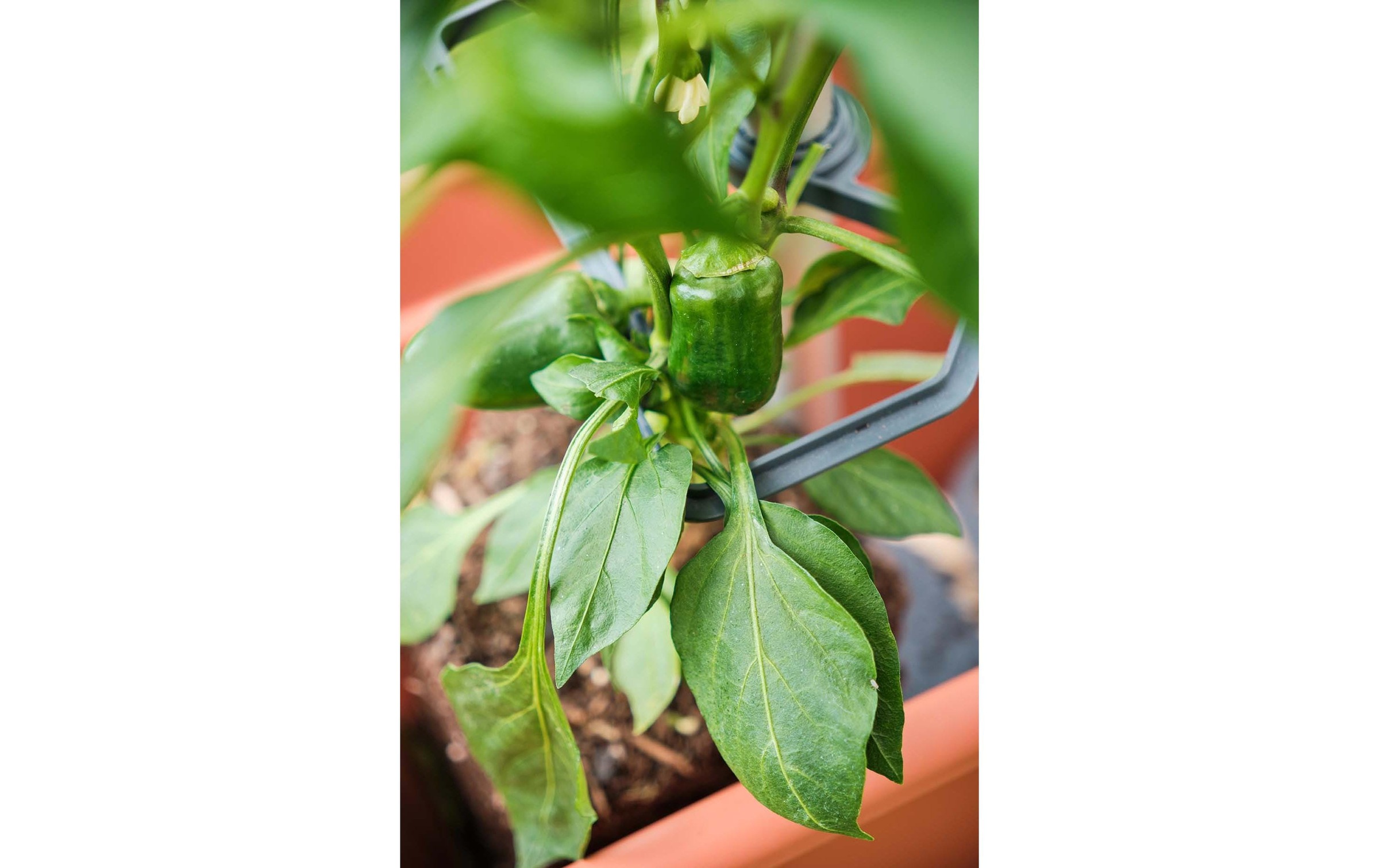 Gusta Garden Rankhilfe »CHILI BUDDY Rankhilfe für Chilis & Paprika Silber«