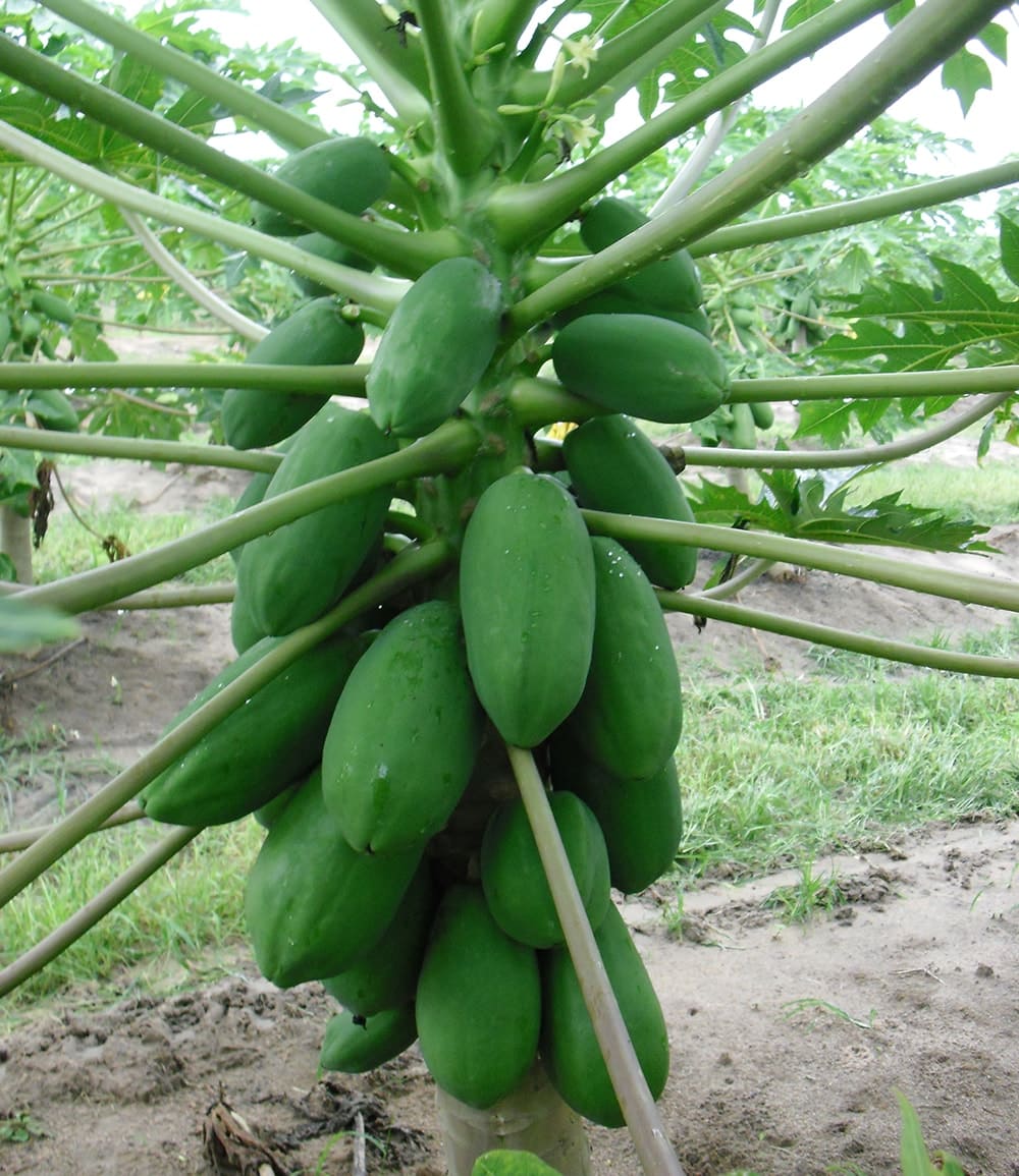 Papaya 'Sunnybees®'