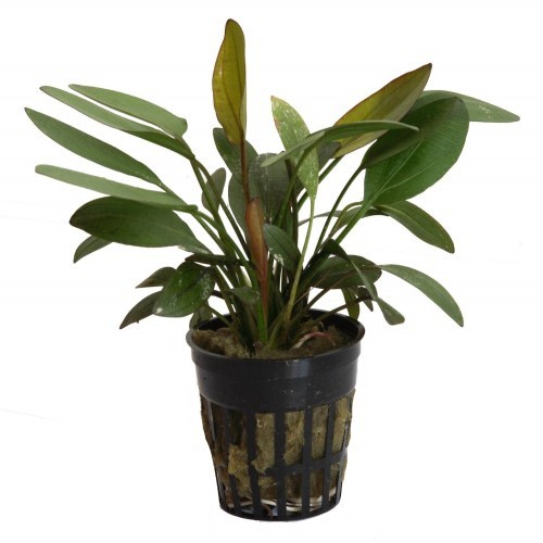 Planta de aquário Tropica Iberia Echinodorus Barthii