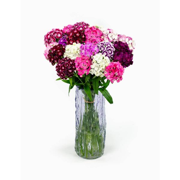 Flores no Cais Ramo de Dianthus Barbatus | (Base)