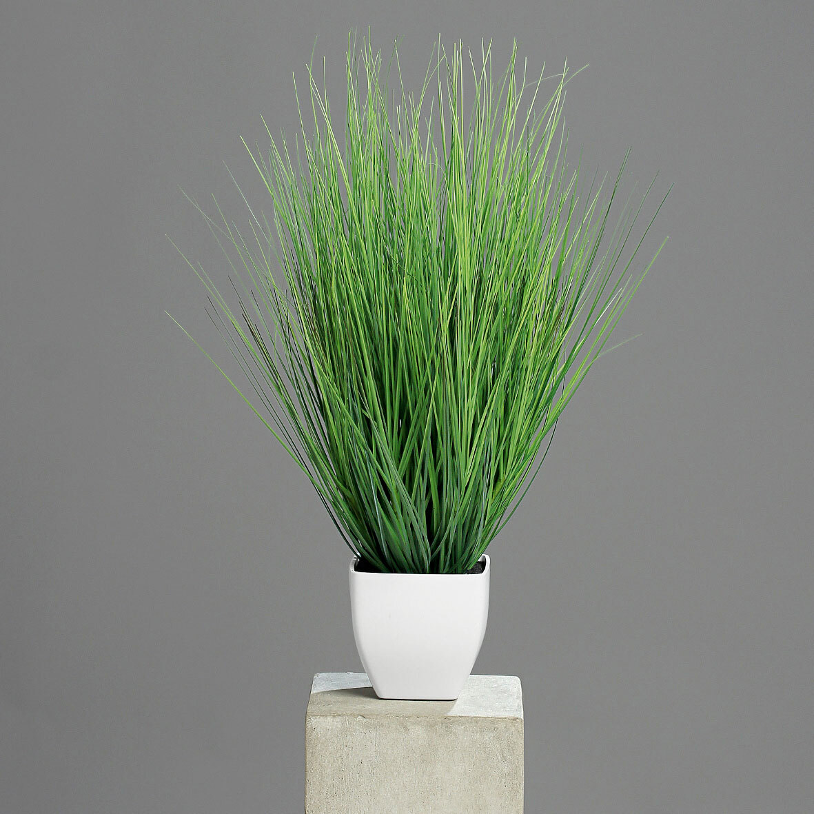 Isolepsisgras im Topf Kunststoff ca. 60 cm