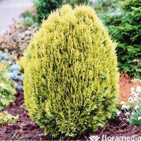 Thuya du Canada orientalis Semperaurea 40/50 : pot 3L