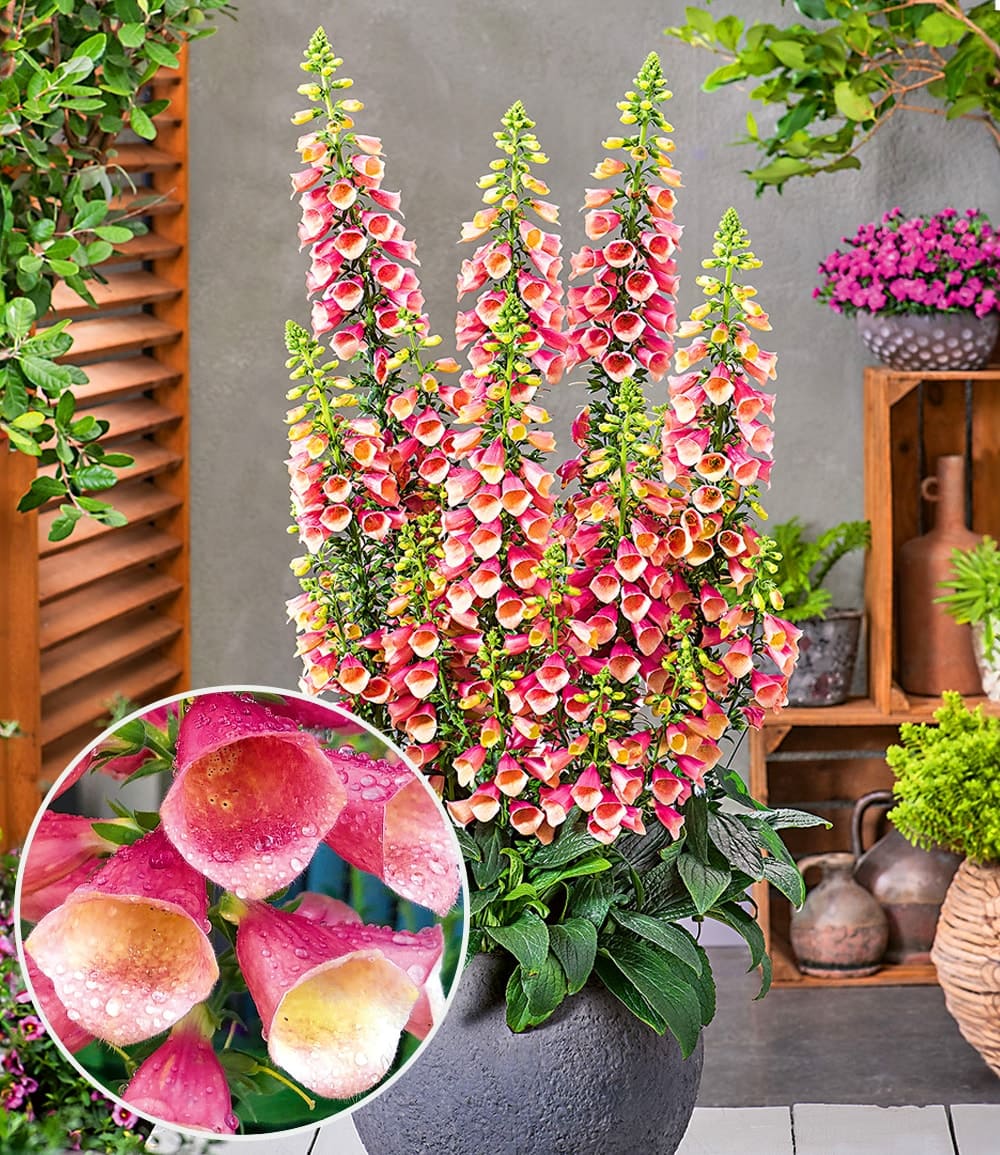 Digitalis 'Arctic Fox®'