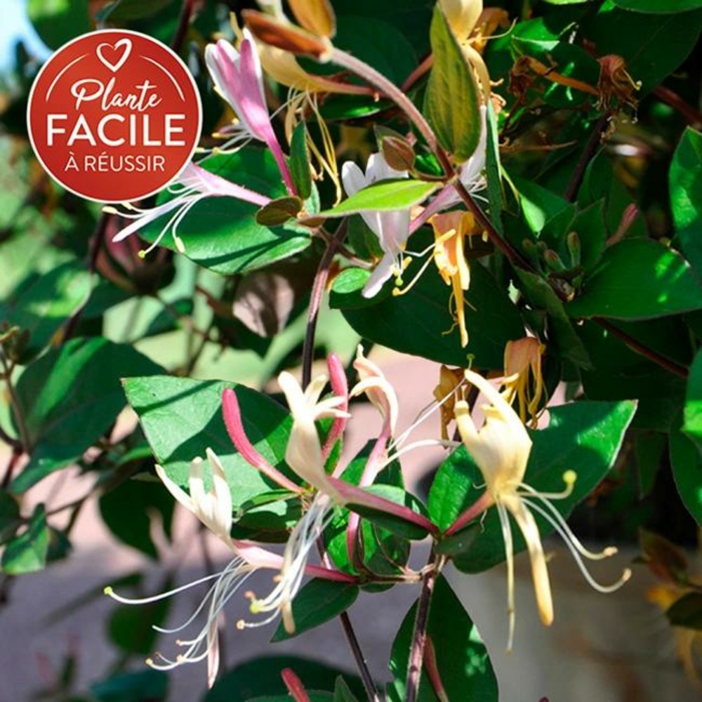Chèvrefeuille du japon chinensis - lonicera chinensis 1,5l