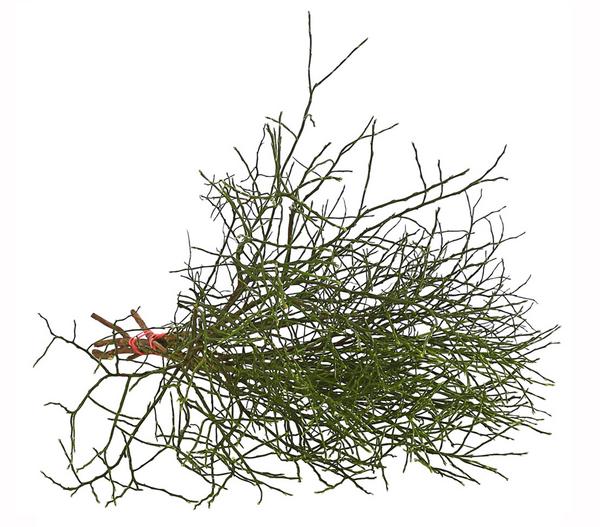 Heidelbeere-Bund, ca. 40-50 cm