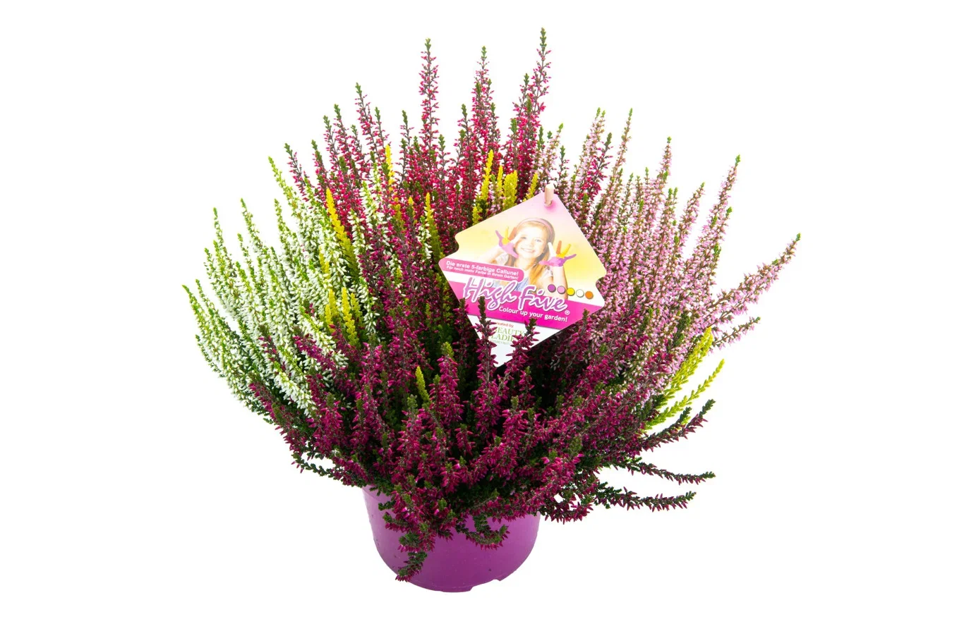Calluna vulgaris (Beauty Ladies Series) 'High Five' Røsslyng BEAUTY LADIES 'High Five Ø17 cm