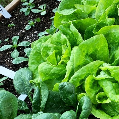 Makkelijke moestuin voeding mix 20 L
