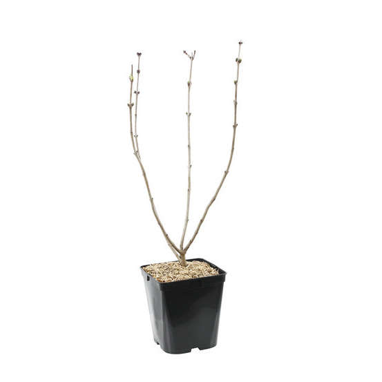 Syringa vulgaris ' Comtesse d'Harcourt ' : ctr 5 litres