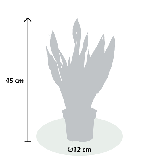 Sanseveria Zeylanica - pot D12cm