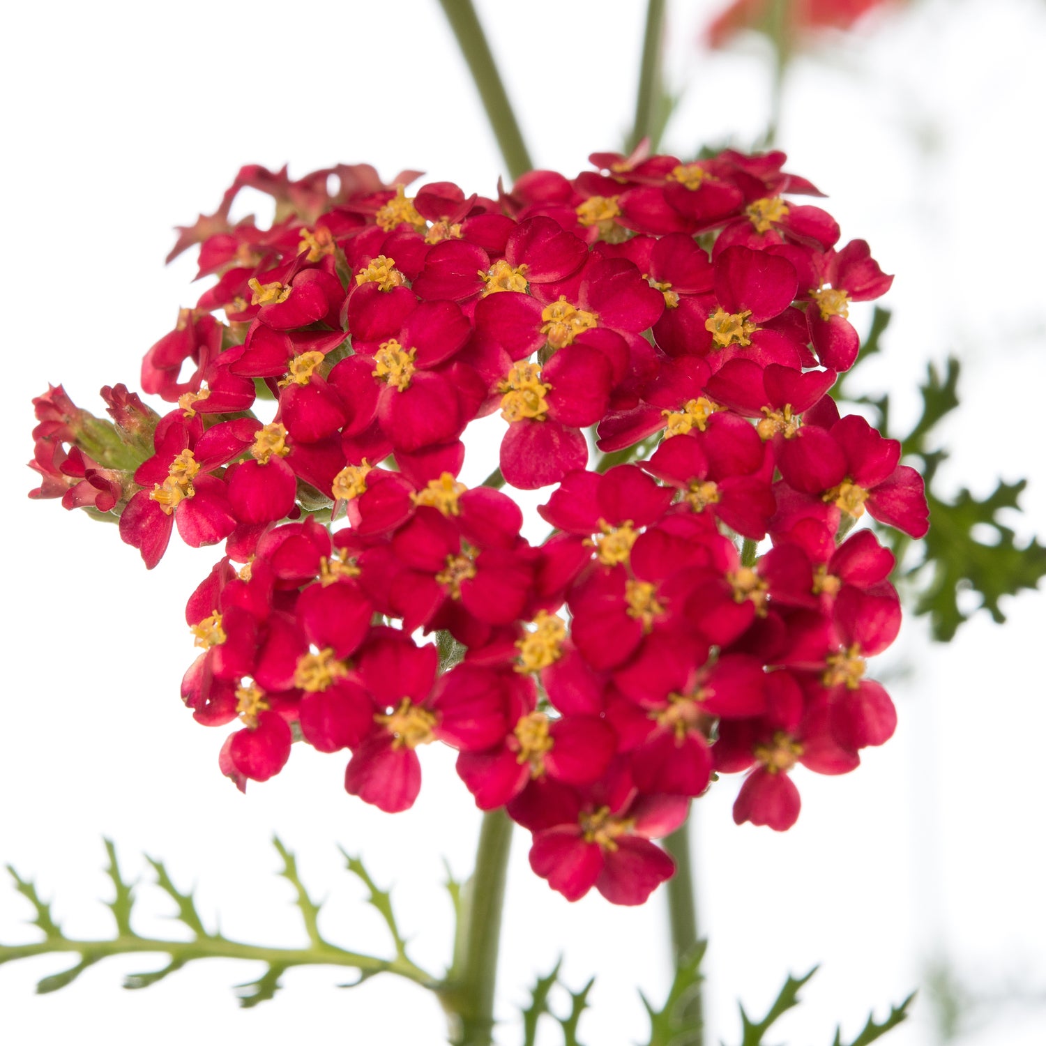 Duizendblad (Achillea millefolium 'Paprika') D 11 H 10 cm