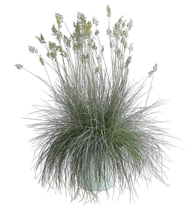 Blauschwingel 'Intense Blue'