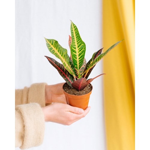 Croton nervia 25cm - plante d'intérieur