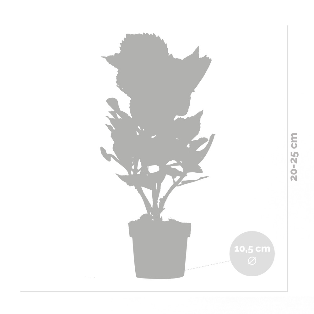 3x hydrangea macrophylla 'early pink' - hortensia - arbuste - rustique – ⌀10.5 cm - ↕20-25 cm