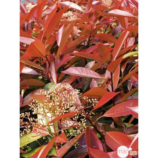Photinia x fraseri ' Red Robin ' : ctr 2 litres