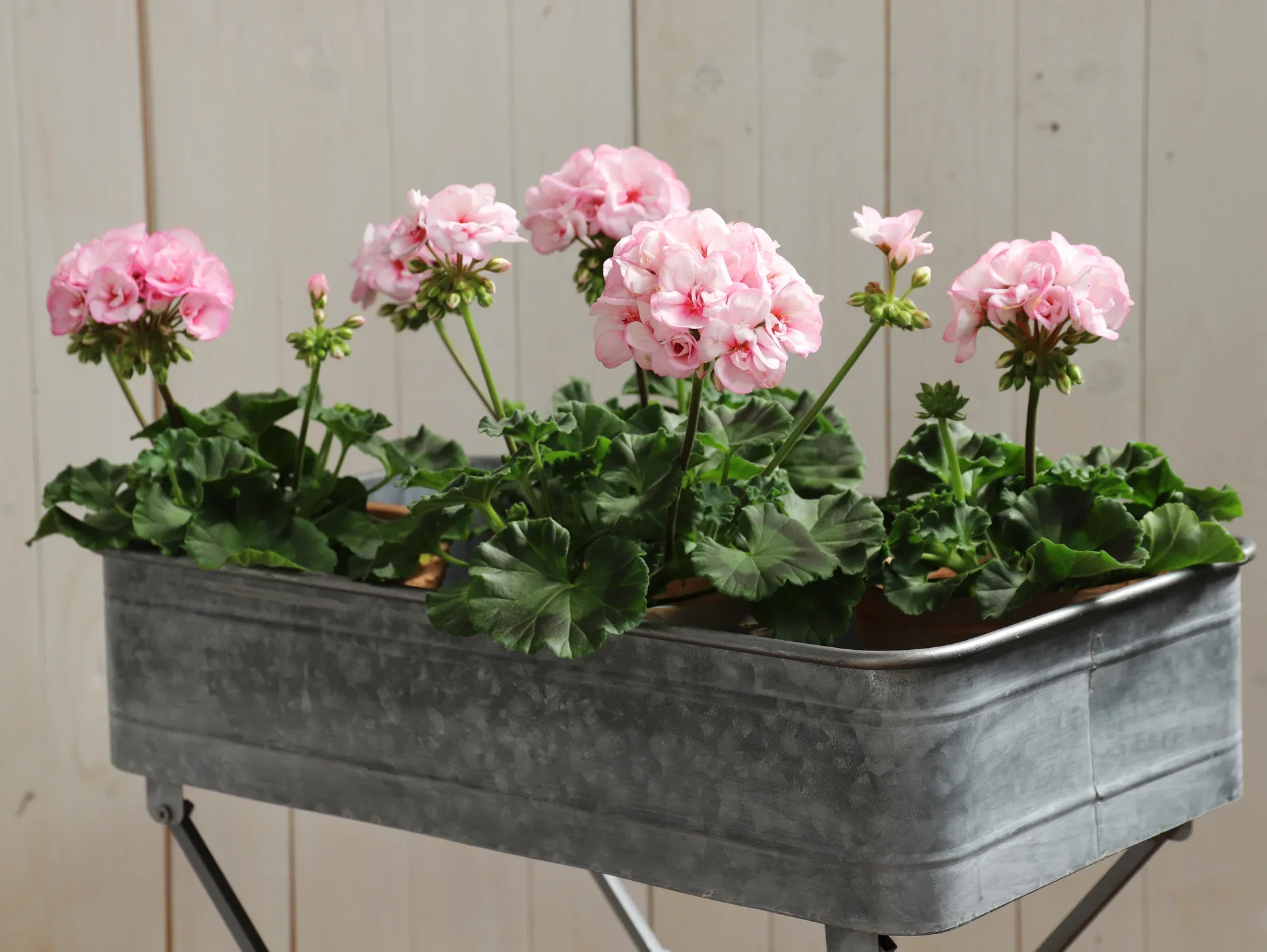 Pelargonium x hortorum Pelargonia 'Estelle' Ø14 cm