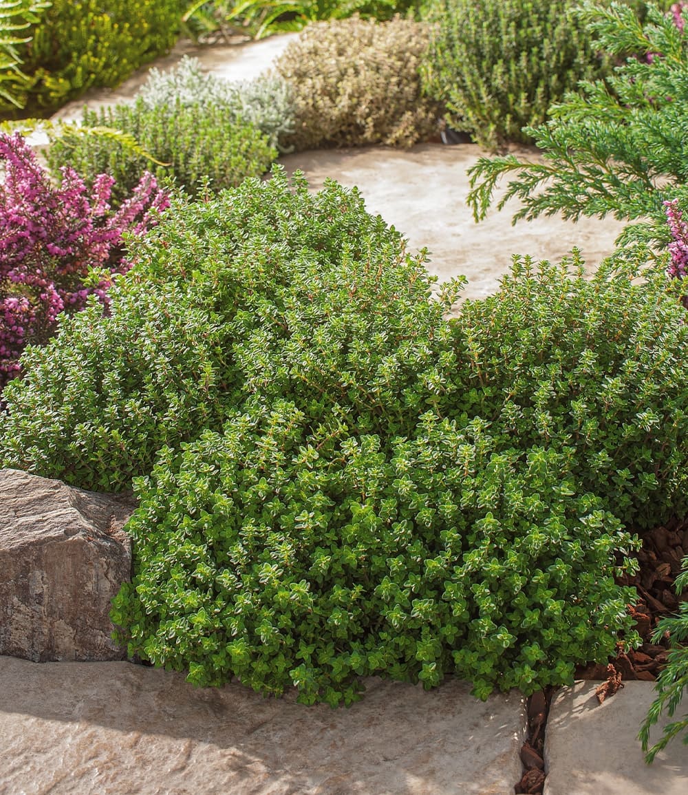 Winterharter Oregano