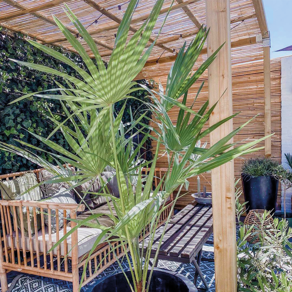 Chamaerops humilis - palmier nain européen - palmier - rustique – ⌀15 cm - ↕50-65 cm