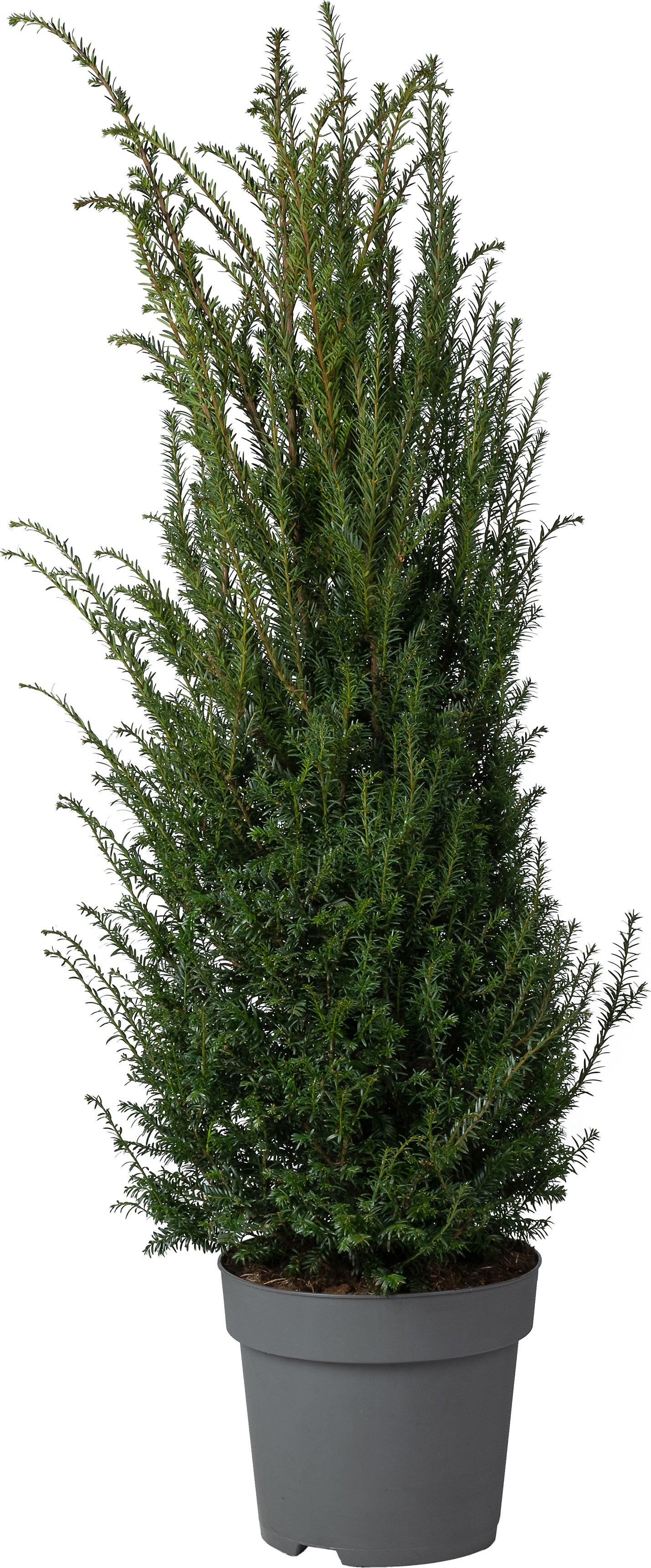 Taxus (Taxus baccata) D 29 H 80 cm