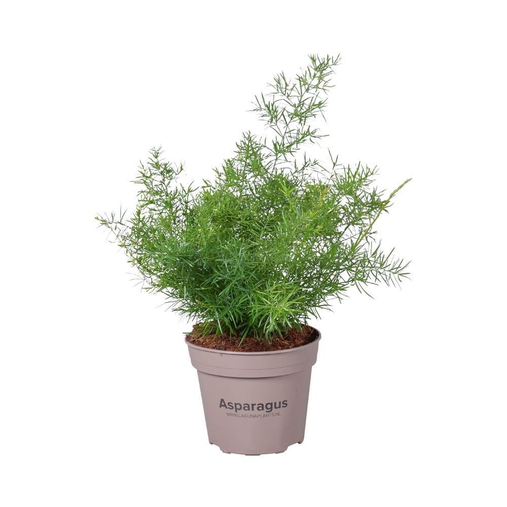 Plante d'intérieur - asparagus 'sprengeri' 45.0cm