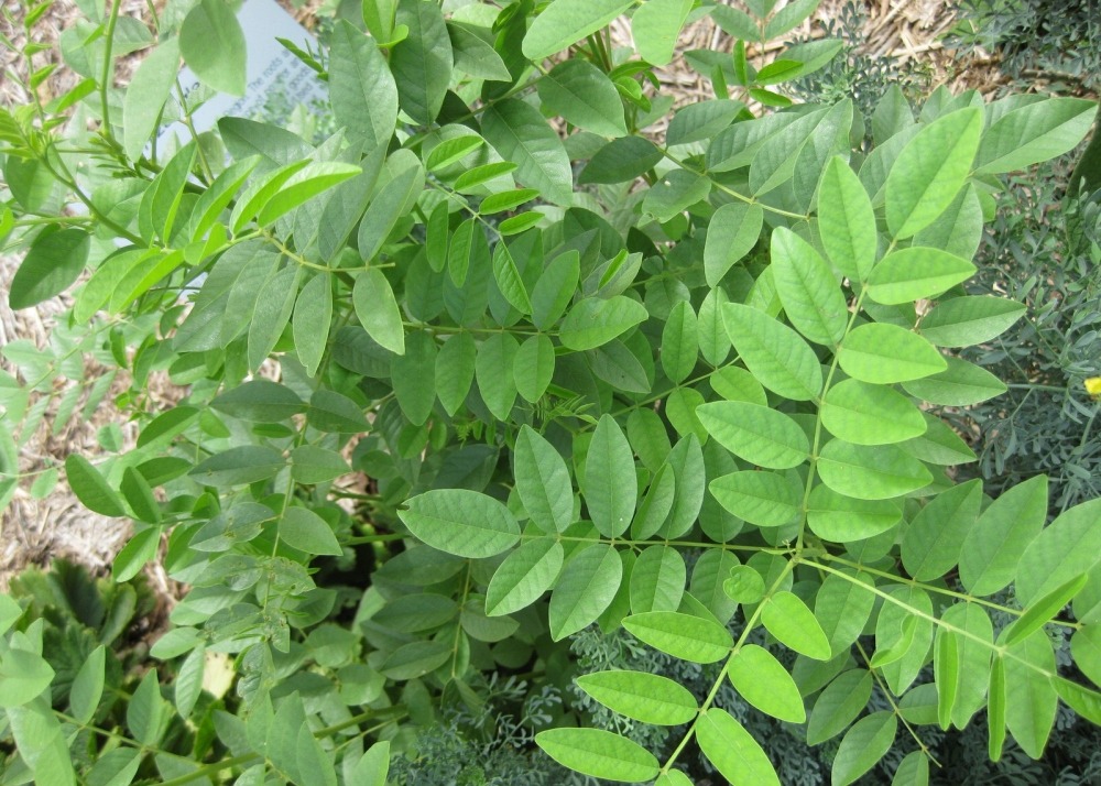 Réglisse glabre - 30 graines - avec substrat - glycyrrhiza glabra