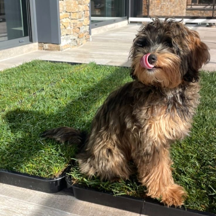 Refil Petground XL, Cama para Cães, Tapete de Treinamento, Tapete Olfativo, Grama Natural