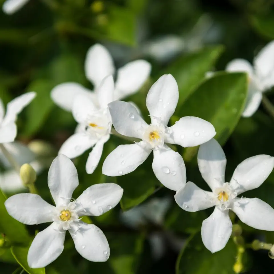 Jasmijn - Set van 8 - Trachelospermum jasminoides - Hoogte 110-120cm - ⌀17cm