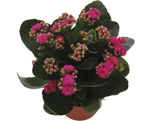 Flaming Katy FloraSelf Kalanchoe Calandiva H 20-25 cm Ø 12 cm pot paars