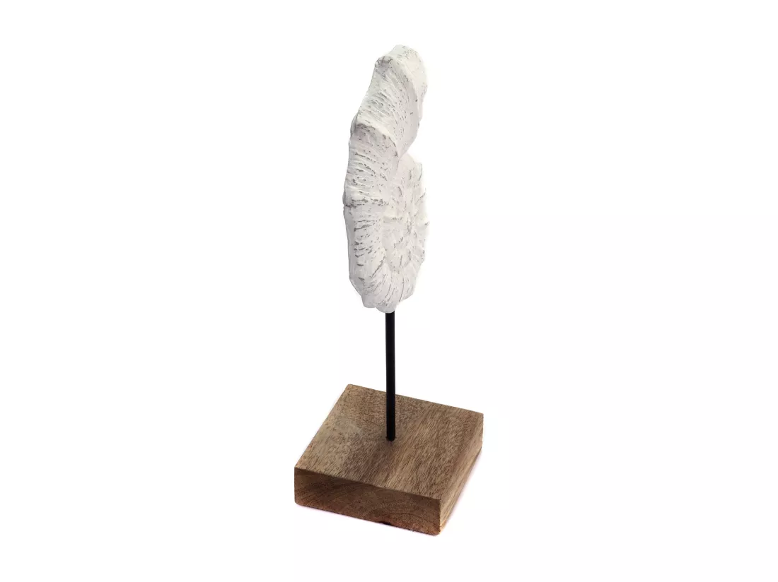 SCULPTURE Coquillage Socle en bois de mangue blanc-nature