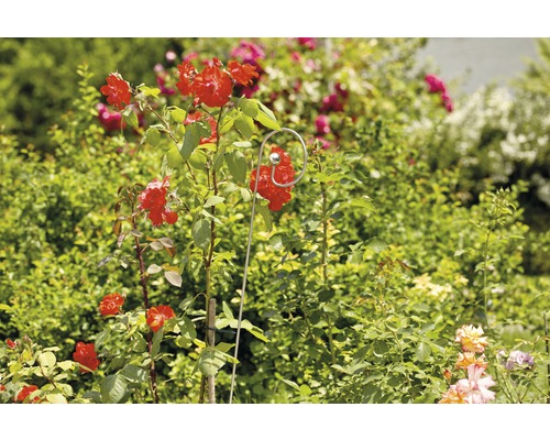 Plantenstok FloraSelf van roestvrij staal H 120 cm Ø 6 mm zilver