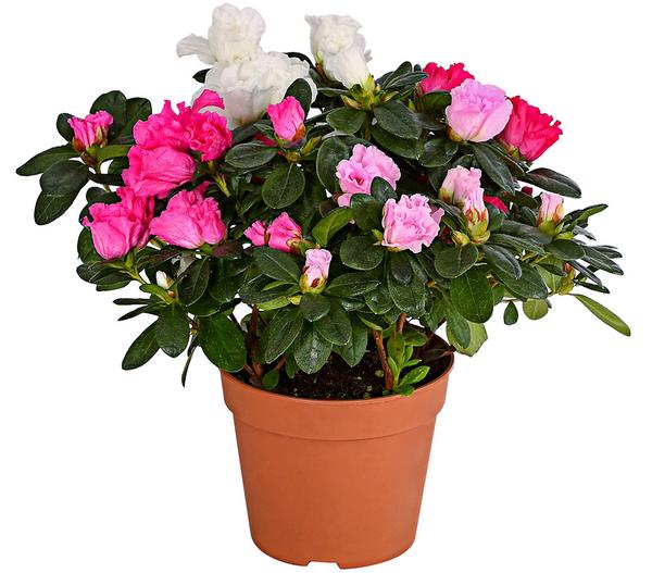 Zimmerazalee - Rhododendron simsii 'Quattro'
