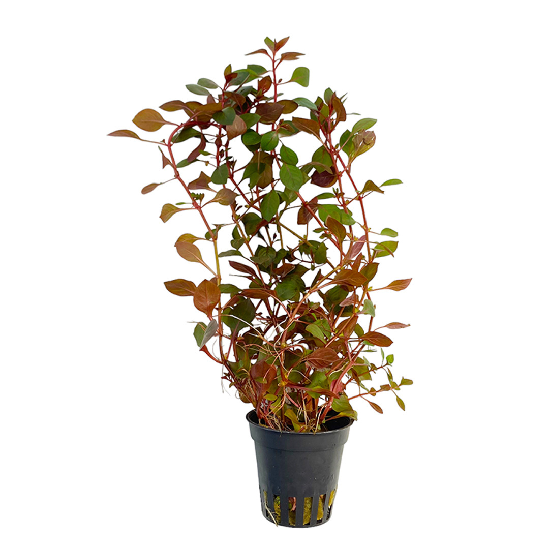 Waterplant Ludwigia Sp. 'Mini Super Red' | Aquariumplant