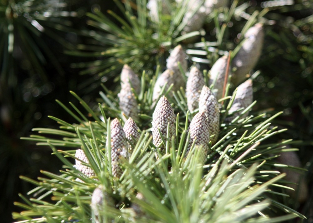 Kit cadeau - cèdre de l'himalaya - 35 graines - cedrus deodara