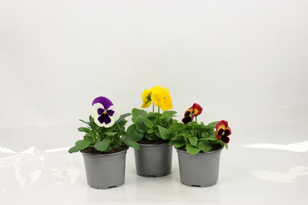 Plant de pensee pot 10,5 cm