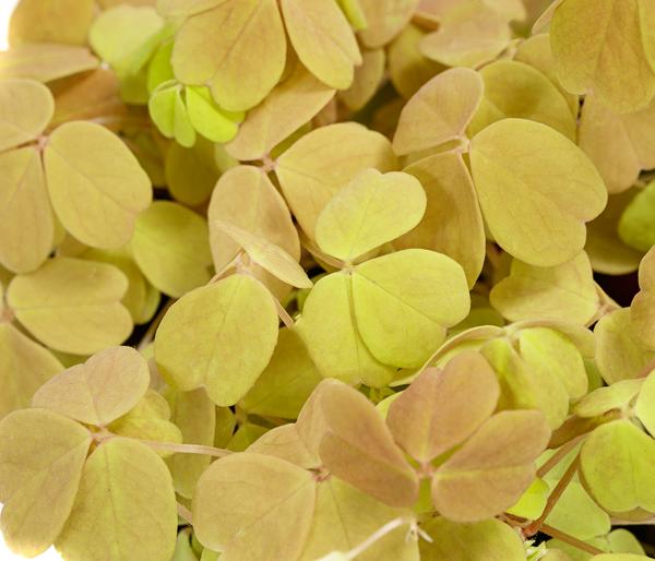 Sauerklee - Oxalis vulcanicola 'Sunset velvet'