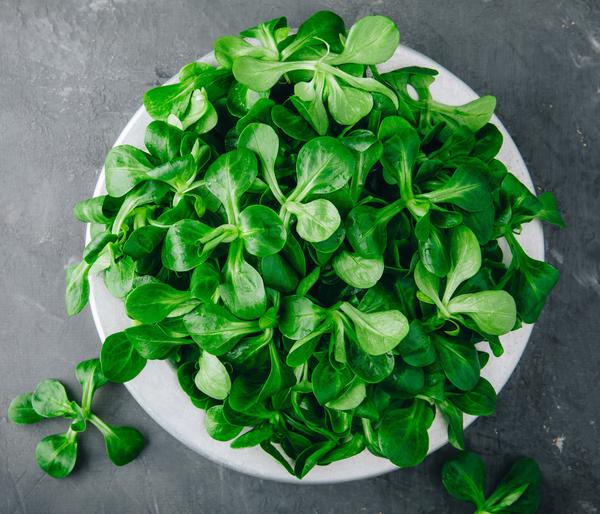 Dehner Premium Samen Feldsalat 'Vit'