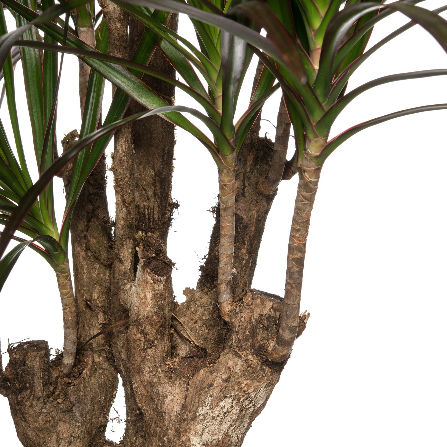 Drakenbloedboom (Dracaena marginata 'Magenta') D 27 H 120 cm