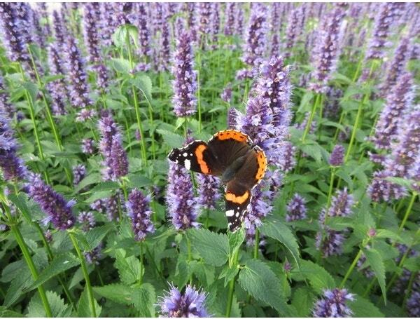 Dropplant (Agastache 'Black Adder') D 9 H 10 cm