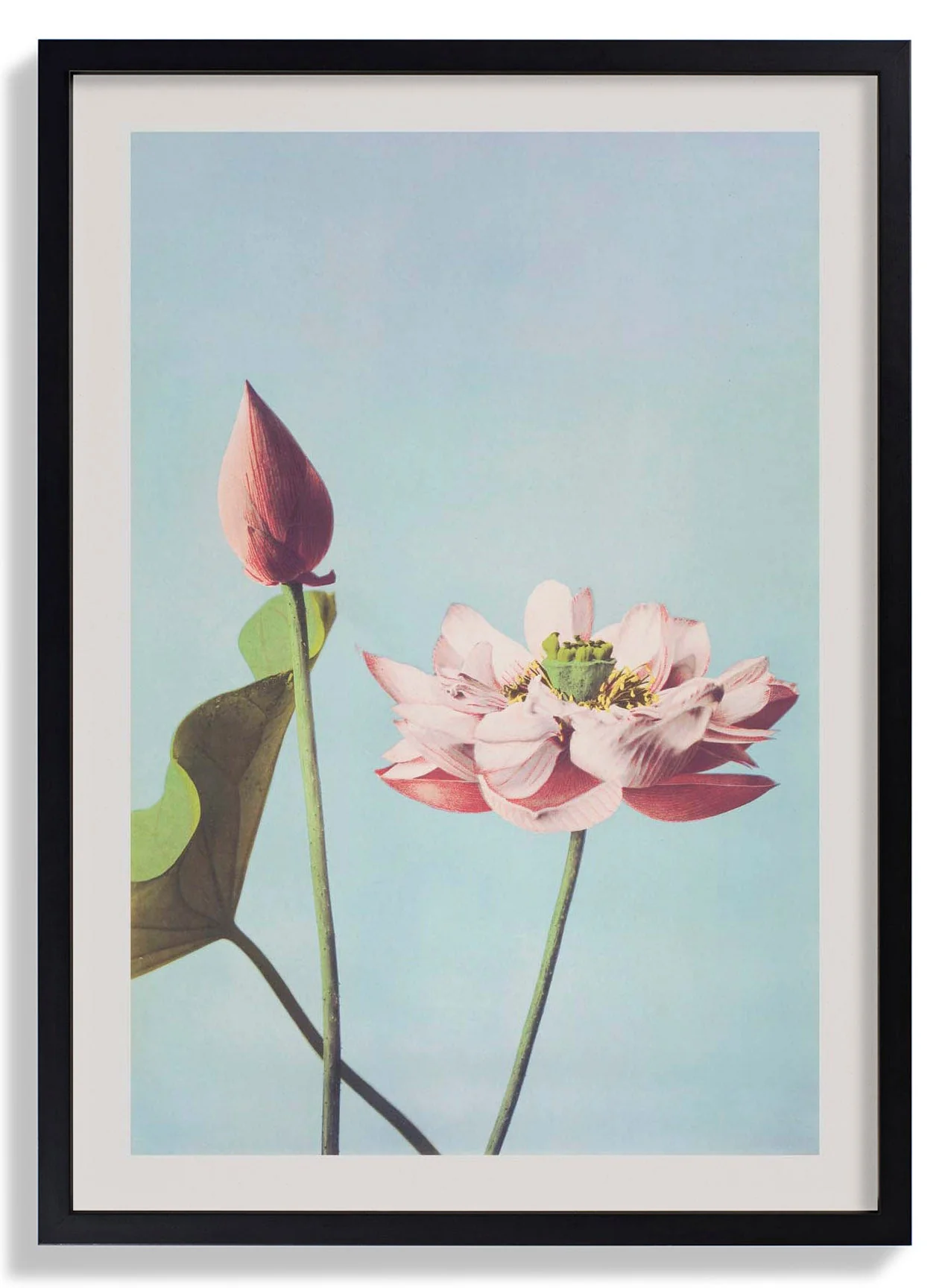 Lotusblume von Ogawa Kazumasa