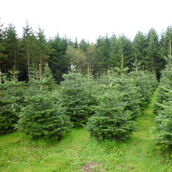 Sapin naturel Nordmann h.150/175 cm
